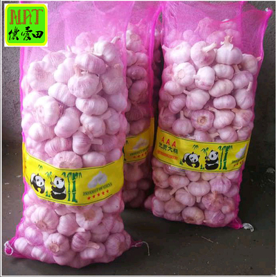 Ajo blanco ordinario